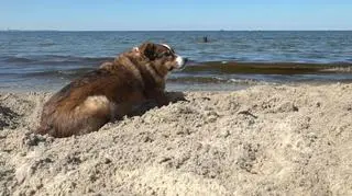 Pies na plaży. Jak chronić zwierzęta przed słońcem i upałami? 