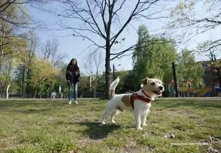Jak zapanować nad psem podczas spaceru? To ćwiczenie może pomóc!
