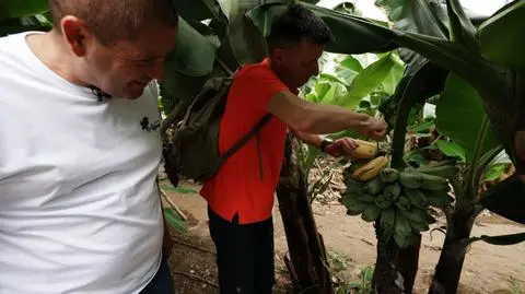 Do zobaczenia: Michał Cessanis na plantacji bananów