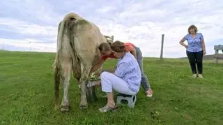 Zawodowa Anka: Dojenie krowy