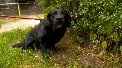 Co słychać?: Labrador Collin