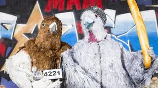 Mam Talent!: Pigeline z Concrete Chickens 