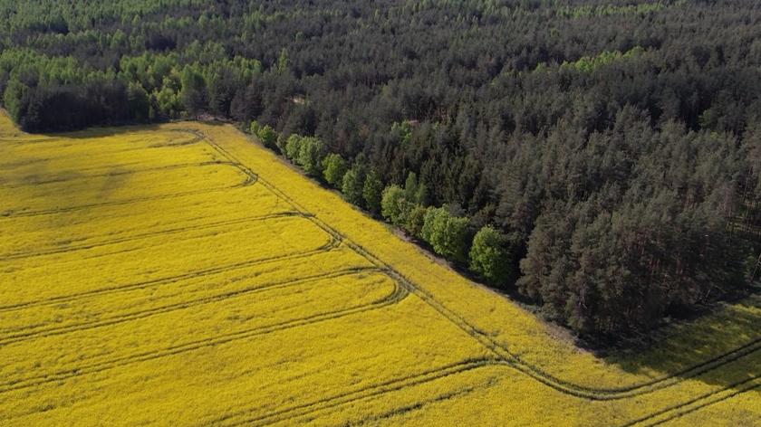 Pole rzepaku.