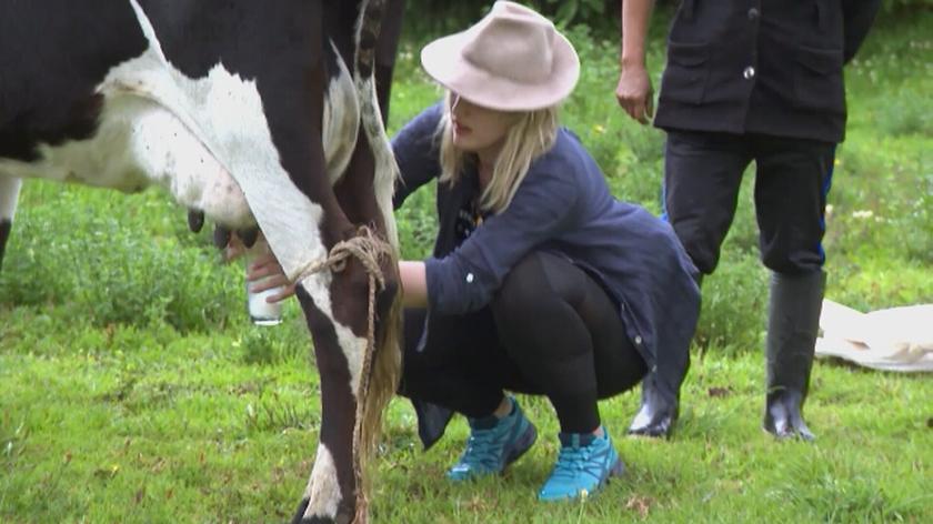 To zadanie sprawiło wiele trudności. Wydojenie swojskiej mućki nie było wcale proste... Przekonała się o tym Aleksandra Domańska i jej brat Dawid. Premiera nowego odcinka "Ameryka Express" 12 września o 21.30 w TVN.